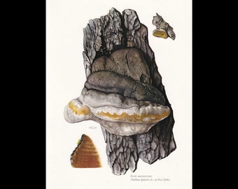 Op de afbeelding: Een botanische illustratie van de Phellinus igniarius-zwam die op een stuk boomschors groeit. De paddenstoel heeft een donkergrijze, gebarsten bovenzijde, een witte en gele poreuze onderzijde en een dwarsdoorsnede met bruine ringen.