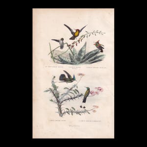 May include: A vintage botanical and ornithological print featuring five hummingbirds in various poses among plants. The text includes LE PETIT OISEAU MOUCHE, L'OISEAU MOUCHE, L'OISEAU MOUCHE HUPPE COL, L'OISEAU MOUCHE RUPT, L'OISEAU MOUCHE A RAQUETTES.