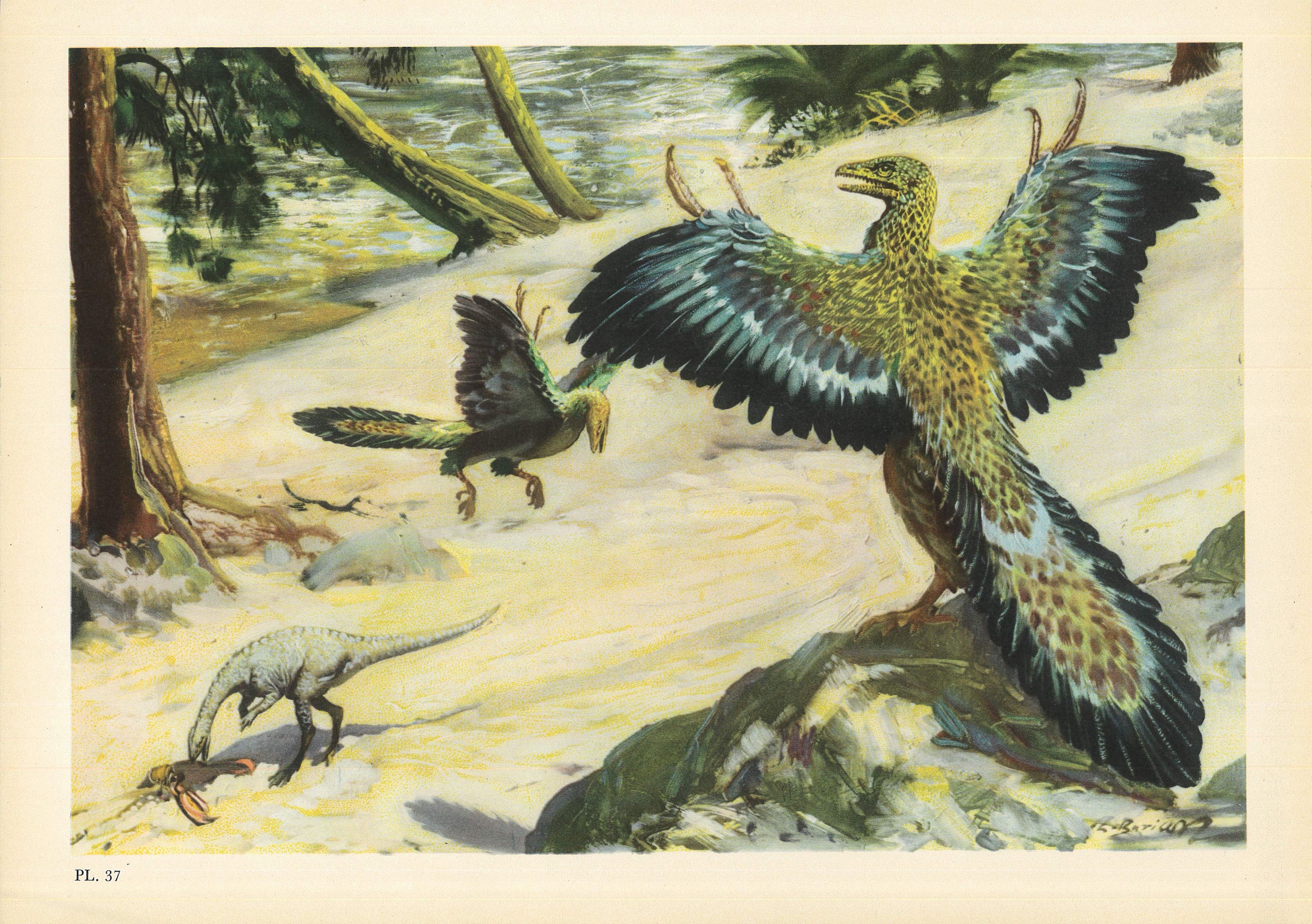流行に  1960 ARCHAEOPTERYX DINOSAUR Print - Prehistoric Animals 絵画