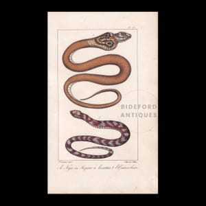 1834 Hand-Coloured INDIAN COBRA SNAKE Print - Antique Print - Lacepede - Snake Wall Art - Animal Nature Gift Decor - 5.8 x 8.9 Inches