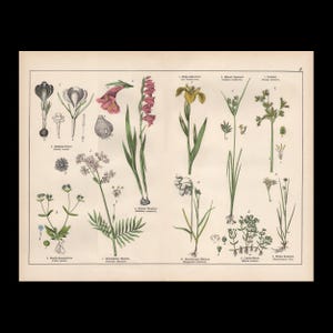 May include: A vintage botanical print on cream paper featuring detailed illustrations of various plants and flowers. The chart displays numbered specimens including crocuses, gladiolus, and other flora with Latin labels and small root details.