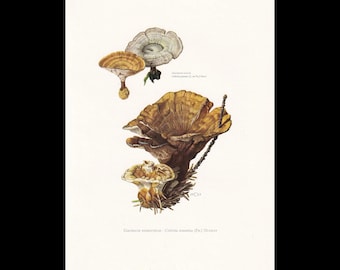 Op de afbeelding: Een botanische illustratie van paddenstoelen met een grote, bruine, waaiervormige zwam met een textuurrijk oppervlak, vergezeld door kleinere exemplaren. De tekst luidt Coltricia tomentosa en Coltridia tomentosa (Fr.) Murrill.