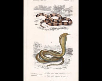 May include: A vintage scientific illustration of two snakes on a cream background. The top snake is coiled with brown and black bands. The bottom snake is a cobra with a raised hood, tan scales, and a desert landscape with pyramids below.