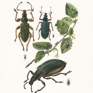 1960 TRUE WEEVIL Print - Vintage Insect Print - Bug Illustration - Insect Wall Art - Vintage Entomology Print - 7.5 x 10.6 Inches