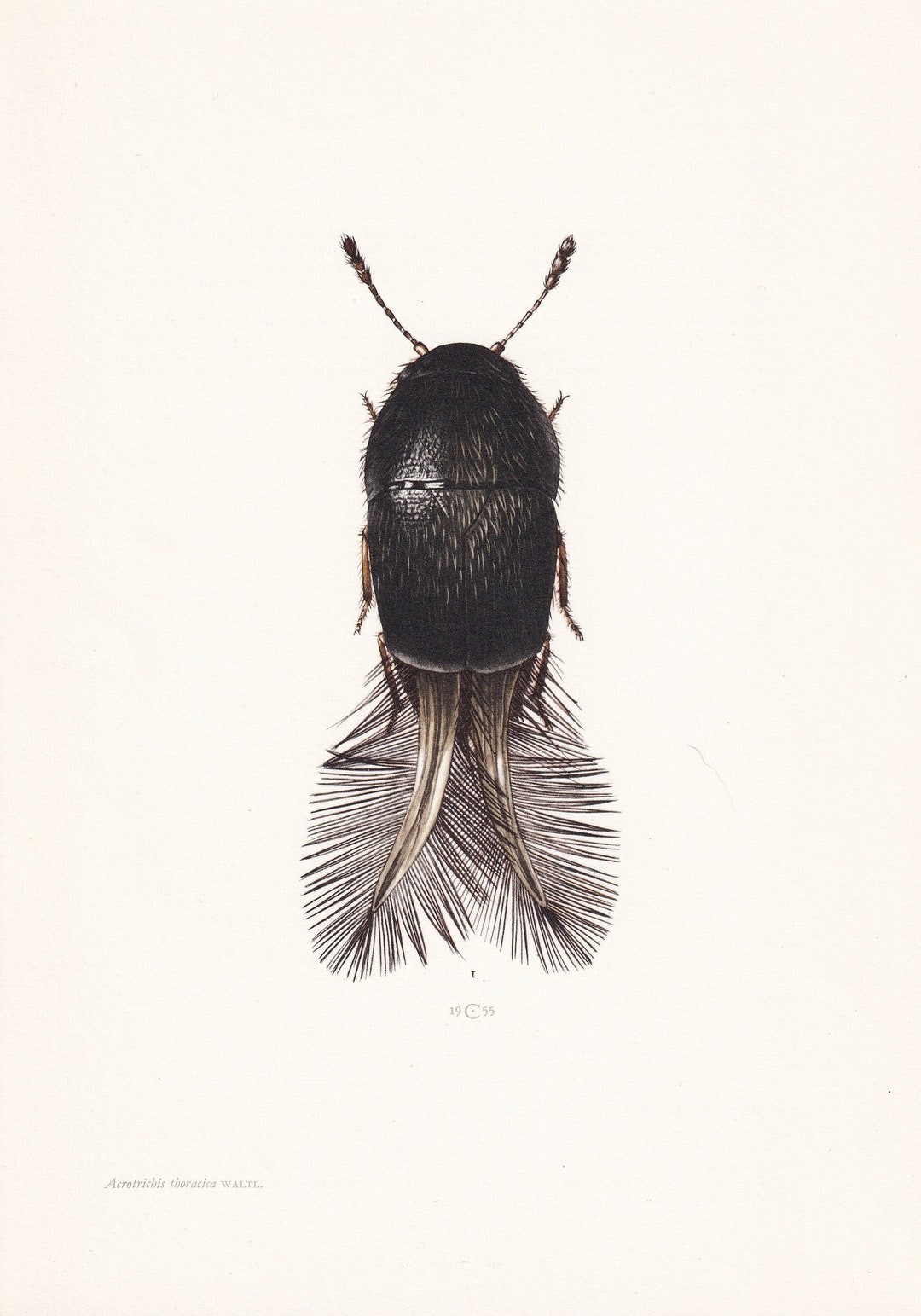 Feather Insect 1960 FEATHER-WINGED BEETLE Print - Vintage Insect Print - Insect Wall ...