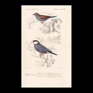 May include: A vintage botanical and zoological print featuring two birds perched on branches. The top bird is blue and brown, while the bottom bird is black, white, and grey. Text at the top reads DICT. UNIV. D'HIST. NAT. and at the bottom lists species.