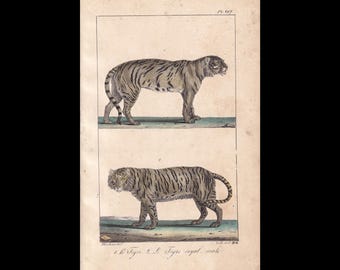 Rare! 1832 Hand-Coloured BENGAL TIGER Print - Antique Animal Wall Art - from Buffon - 5.25 x 8.5 Inches