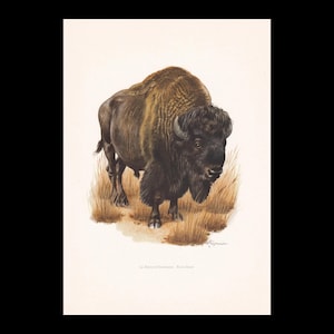 May include: A detailed illustration of an American bison standing in tall grass. The animal features a thick, dark brown coat with a prominent hump, curved horns, and a shaggy mane. The text at the bottom reads Le Bison d'Amérique - Bison Bison.