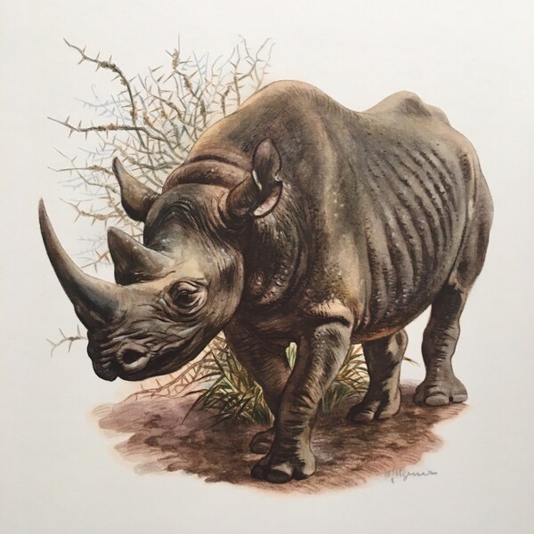 Rhino Wall Art Etsy