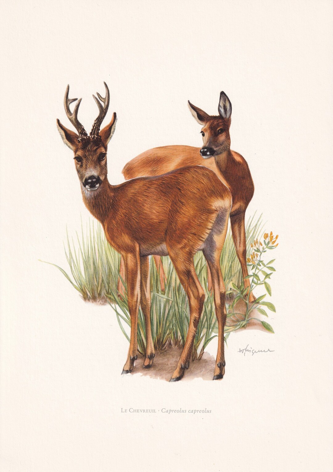 1960 ROE DEER Print - Vintage Animal Print - Animal Illustration ...