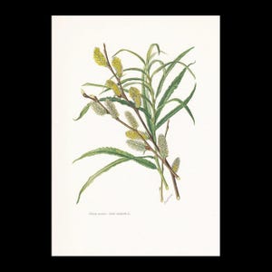 May include: A botanical illustration of a willow branch featuring long, slender green leaves and fuzzy yellow catkins. The brown stems are arranged diagonally across the white background. The text "OSIER BLANC - Salix viminalis L." is printed at the bottom.