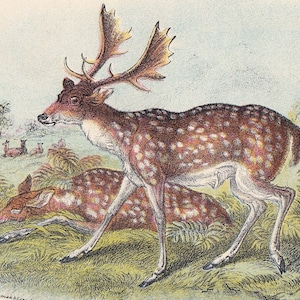 1896 FALLOW DEER Print - Natural History Print - British Mammals Print - Original Antique Print - Animal Wall Art - 7.2 x 4.7 Inches
