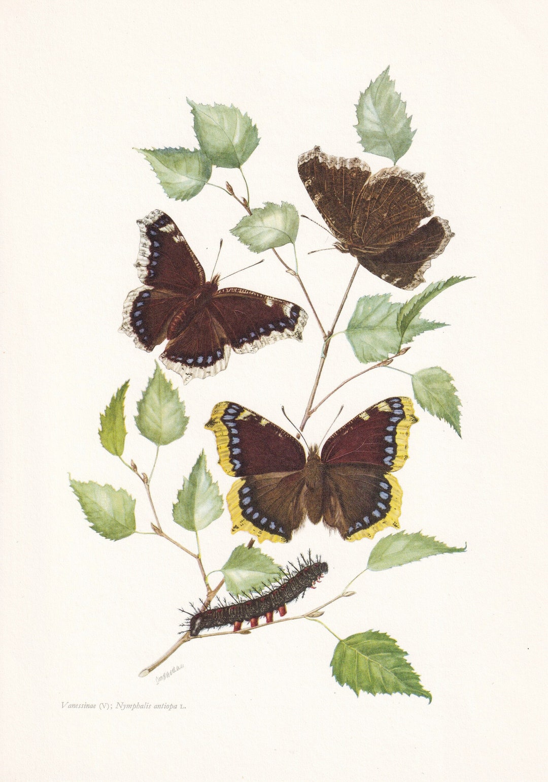 1960 MOURNING CLOAK BUTTERFLY Print - Aka Camberwell Beauty - Vintage ...