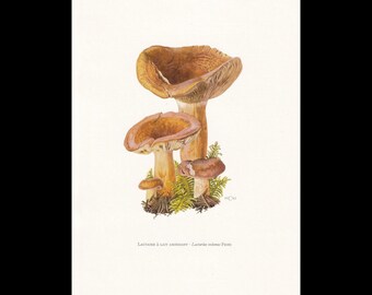 Könnte beinhalten: Eine botanische Illustration von Lactarius volemus Pilzen in Braun- und Beigetönen, mit breiten Hüten und Stielen, die in grünem Moos und Farnen eingebettet sind. Der Text am unteren Rand lautet Lactaire à lait abondant - Lactarius volemus Fries.