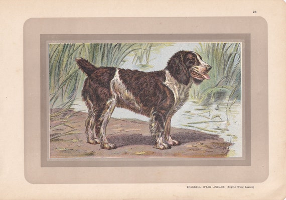 イングリッシュウォータースパニエル　壁掛け　イングランド製　ドマン　Domain Original 1931 ENGLISH WATER SPANIEL Print - Antique Hunting Dog