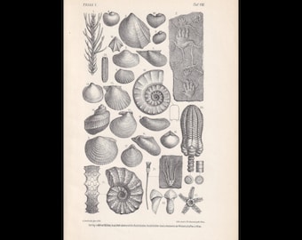 Stampa di AMMONITI E CONCHIGLIE FOSSILI del 1900 - Stampa fossile antica - Stampa del periodo Triassico - Arte murale fossile - Arte murale di dinosauri - 6,4 x 9,5 pollici