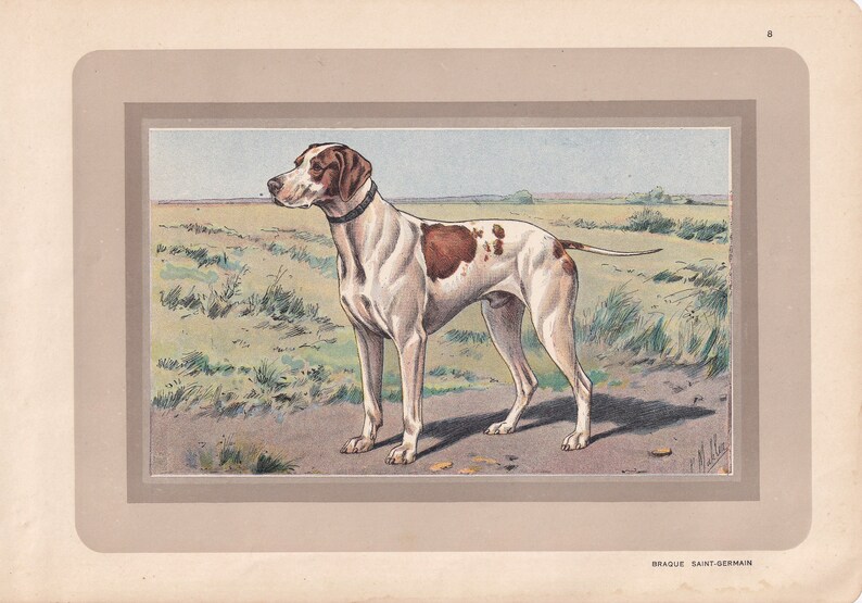 Rare 1931 BRAQUE SAINT-GERMAIN Print Original Antique Hunting Dog Print Animal Wall Art Dog Wall Art 92 Yrs Old 11 x 7.75 Inches image 1