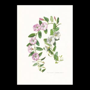 1974 FIELD BINDWEED Flower Print - Botanical Print - Flower Illustration - Plant Wall Art - Vintage Plant Print  - 7.5 x 10.6 Inches