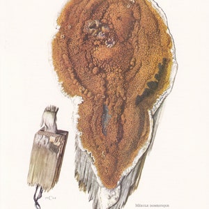 1960s DRY ROT FUNGUS Print - Serpula lacrymans - Fungi Illustration - Cottagecore - Mushroom Decor  - 7.5 x 10.6 Inches
