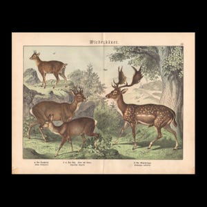 May include: A vintage-style educational print titled Wiederkäuer featuring detailed illustrations of four deer species in a natural forest landscape. The artwork displays brown and spotted deer with antlers standing among rocks, trees, and green vegetation.