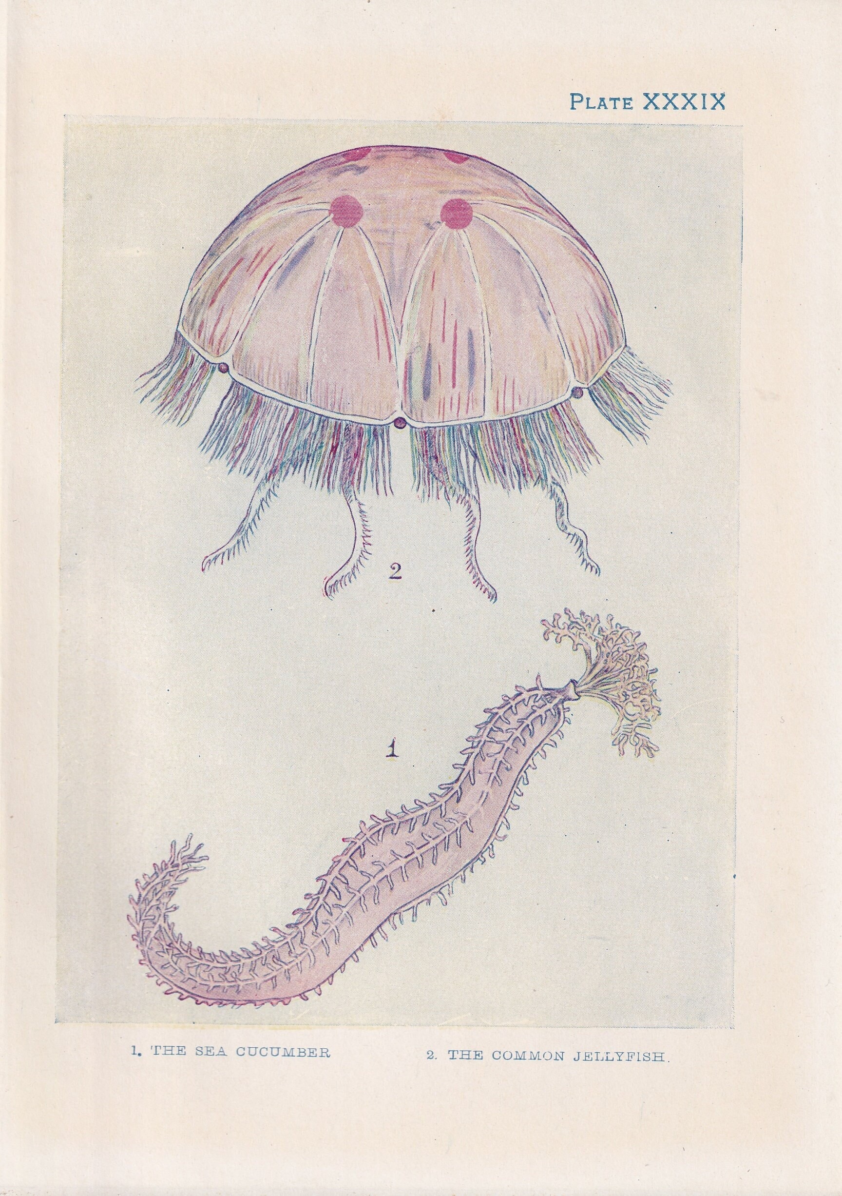 くらげとなまこ 1907年 クラゲとナマコのプリント - オリジナルアンティーク魚プリント