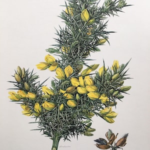 Könnte beinhalten: Botanische Illustration von Stechginster mit leuchtend gelben Blüten und stacheligem, grünem Laub. Das Kunstwerk zeigt einen Stiel, Samenkapseln und den wissenschaftlichen Namen "Ulex europaeus L.", typisch für botanische Studien.