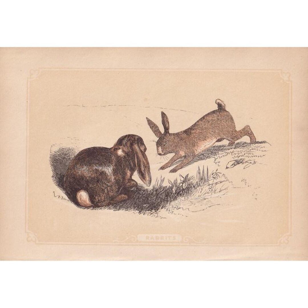 1851 RABBIT Print - Antique Animal Print - Wall Art - 6.65 X 4.75 ...