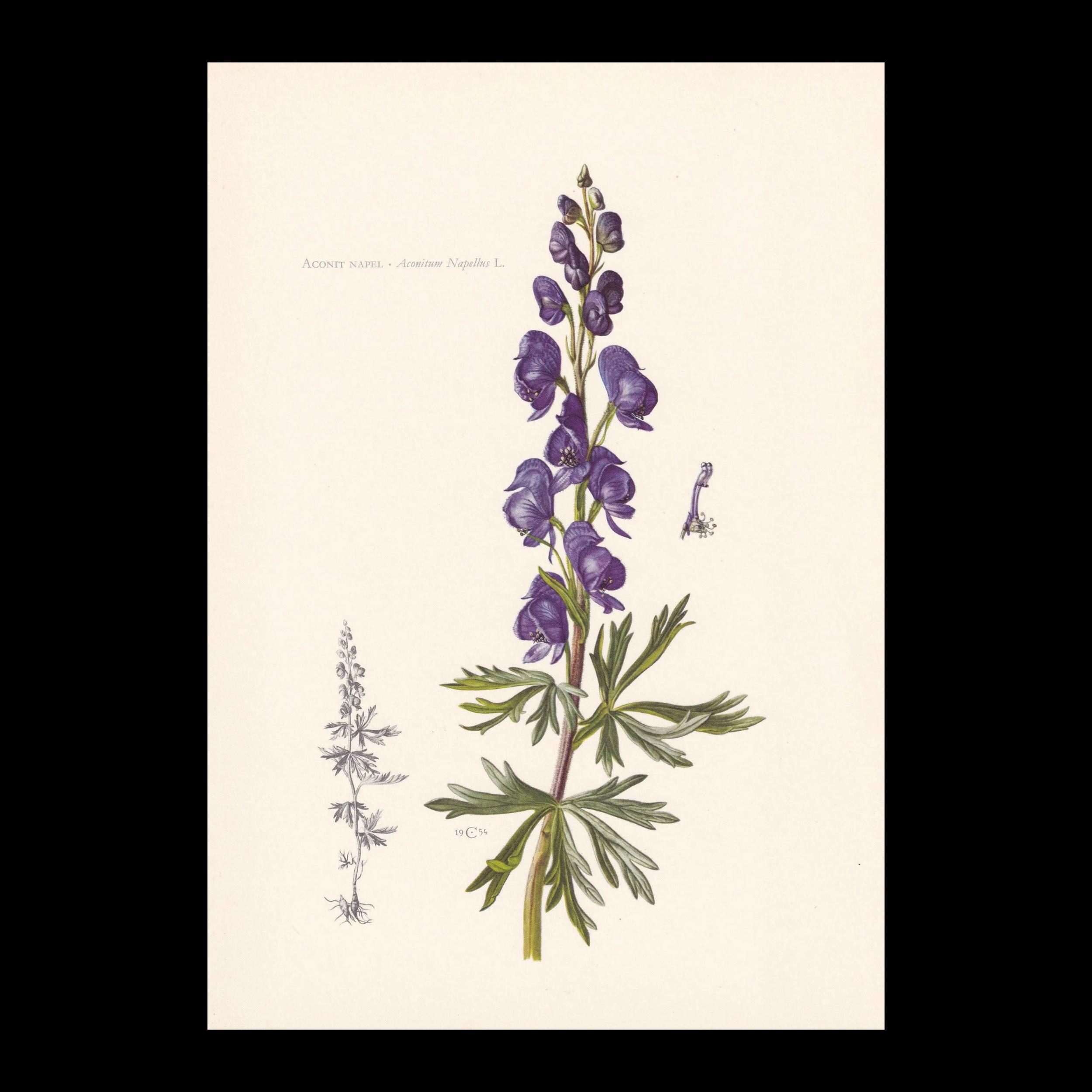 1960 ACONITE Print - Botanical Print - Flower Illustration
