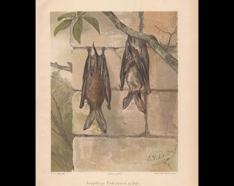 Large 1890 LONG-EARED BAT Print - Animal Wall Art - Original Antique Animal Decor - 8.7 x 11.5 Inches
