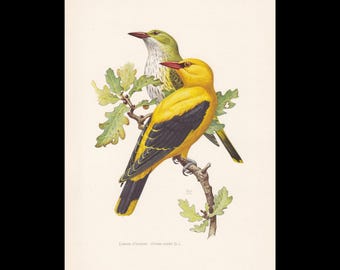 1960 GOLDEN PIROLE Vogel Druck - Vintage Vogel Druck - Vogel Illustration - Vogel Wandkunst - Vogel Dekor - 19,5 x 28 cm