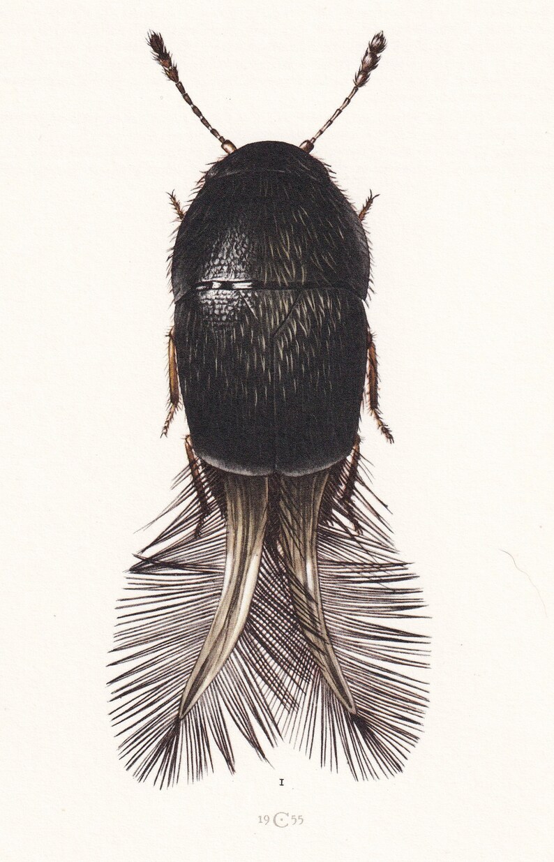 Feather Insect 1960 FEATHER-WINGED BEETLE Print - Vintage Insect Print - Insect Wall ...