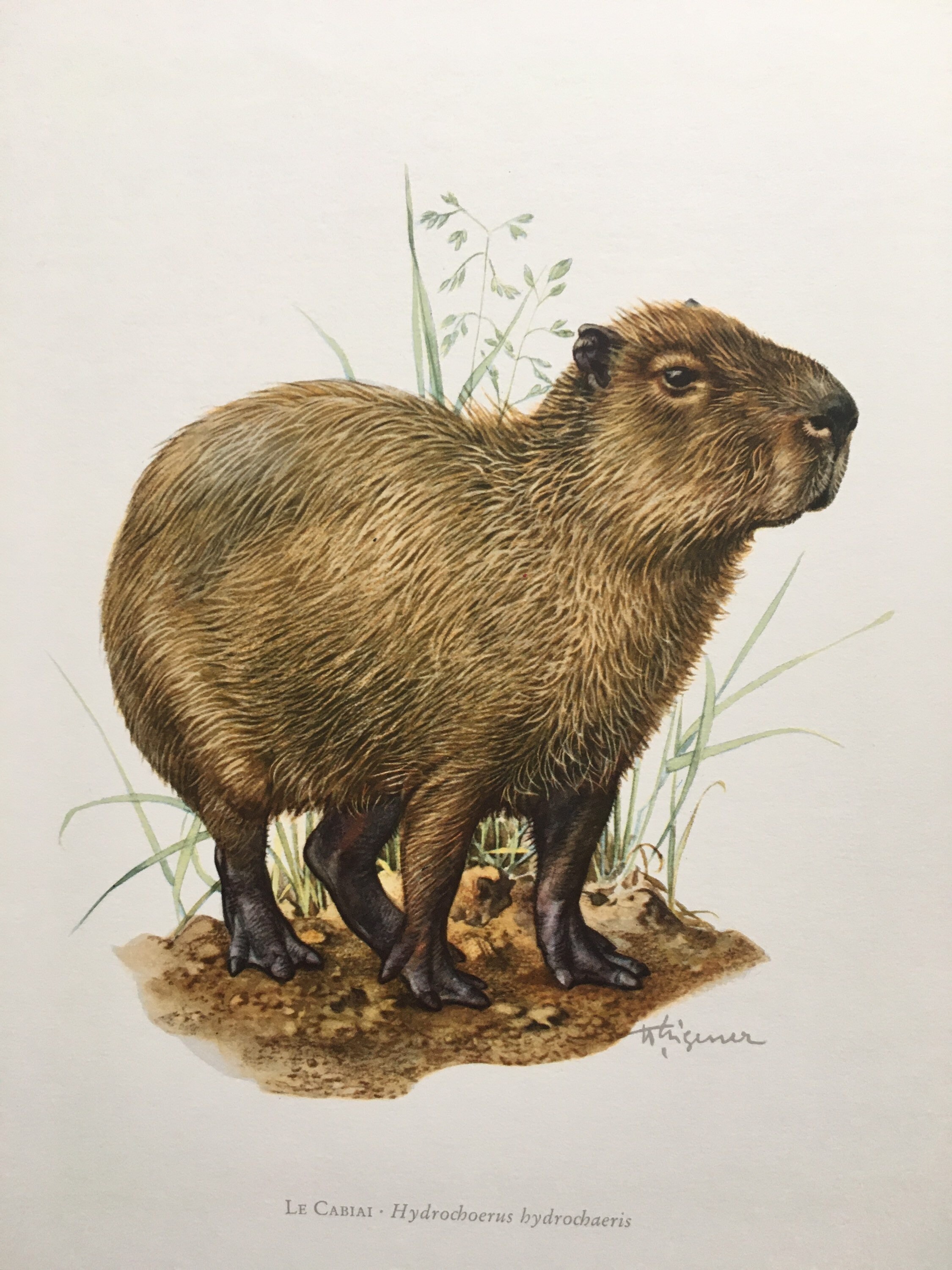 Prints of Digital illustration of Capybara (Hydrochoerus