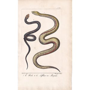 1834 BALI SNAKE Print - Hand-Coloured Antique Print - Lacepede - Snake Wall Art - Animal Gift Decor - 5.8 x 8.9 Inches