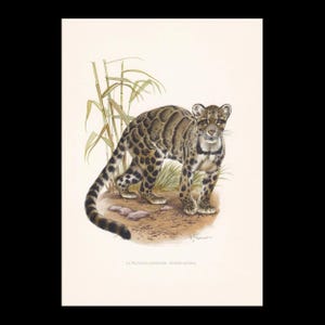 May include: A vintage print depicting a clouded leopard, showcasing a detailed illustration of the animal with its unique spotted coat. The artwork includes bamboo and the animal's scientific name.