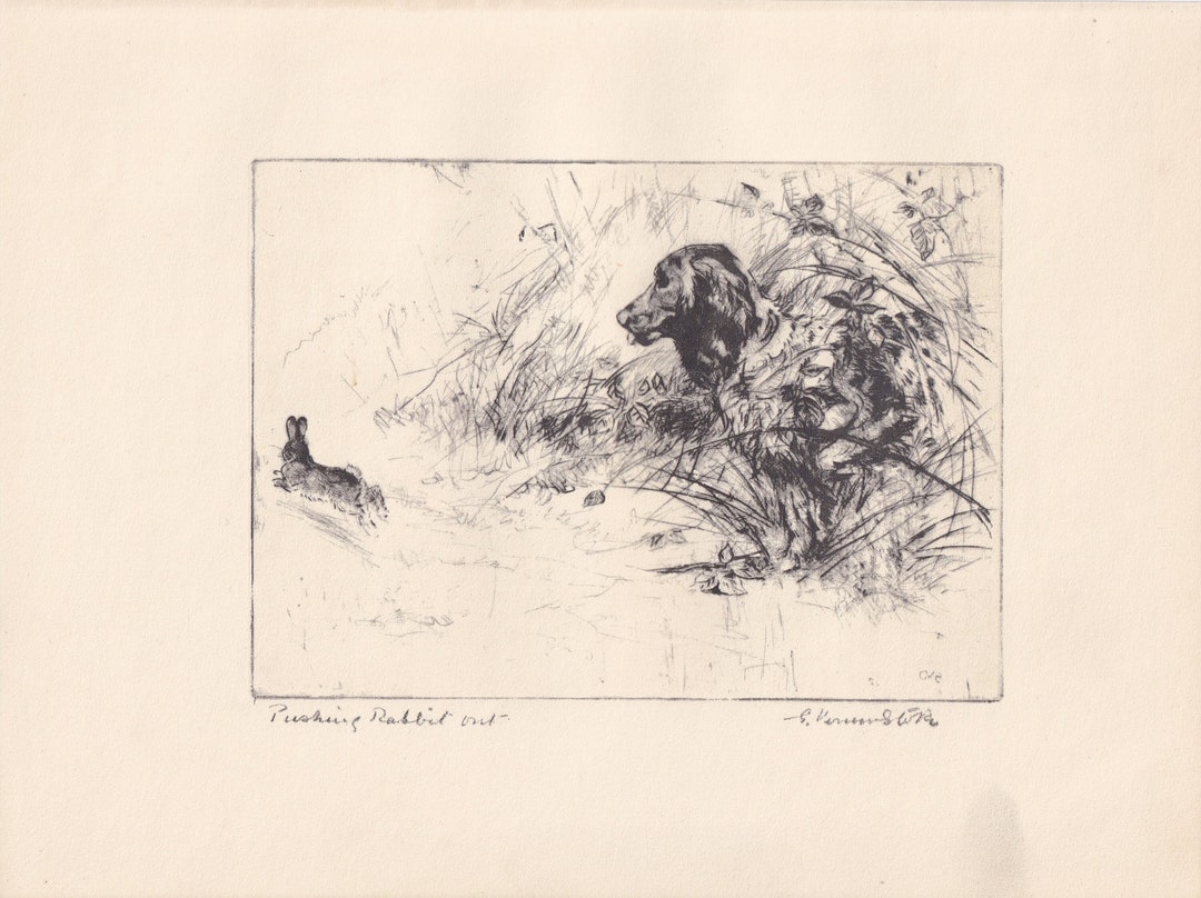 1930 SPRINGER SPANIEL DOG Print - Original Antique Dog Print - Vernon ...