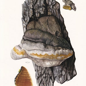 1960s WILLOW BRACKET FUNGUS Print - Mushroom Wall Art - Fungi Illustration - Cottagecore - Mushroom Decor  - 7.5 x 10.6 Inches