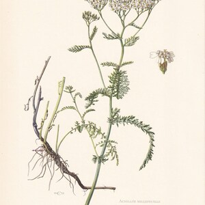 1960 YARROW Print - Botanical Print - Flower Painting - Flower Wall Art ...