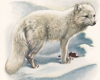 1960 ARCTIC FOX Print Vintage Animal Print Animal Illustration