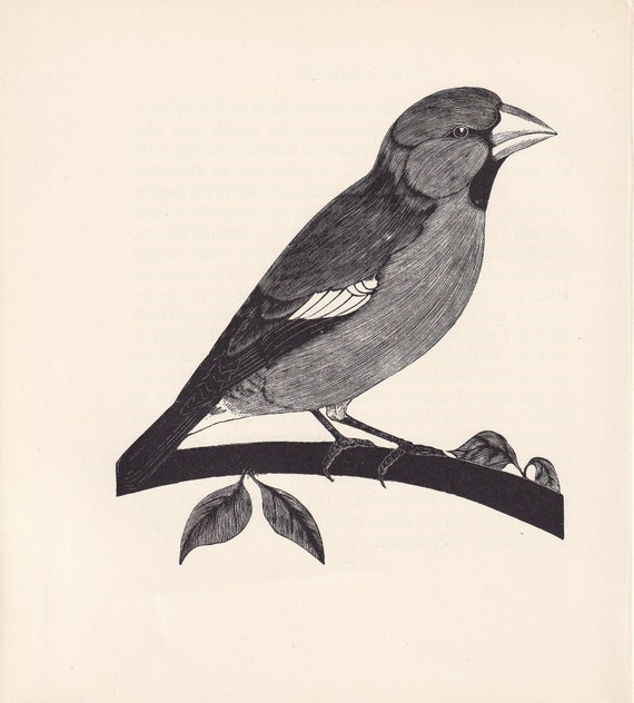 1929年 ホーフィンチ鳥プリント 木版画 - 鳥の壁アート - 鳥の木版画