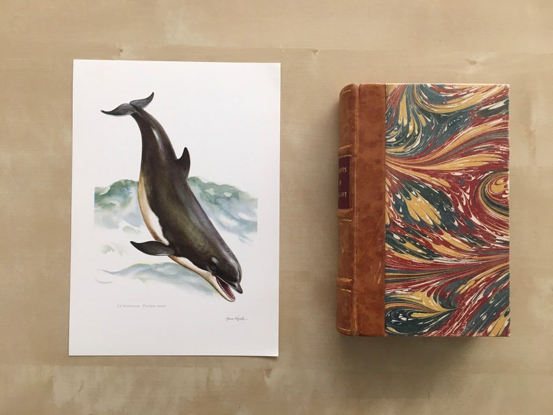 1960 BOTTLENOSE DOLPHIN Print Vintage Zoology Print - Etsy