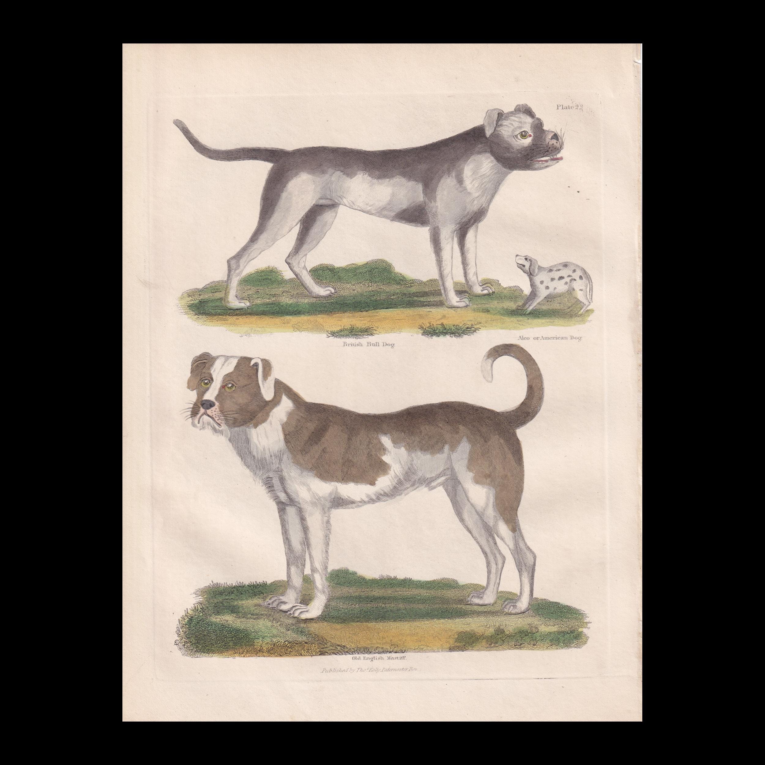 Rare antique bulldog - Etsy 日本