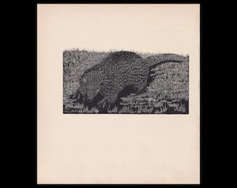 1929 ARMADILLO Print Wood Engraving - Armadillo Wall Art - Wildlife - Antique Animal Print - 94 Years Old - 8 x 7.25 Inches