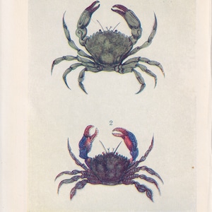 1907 CRAB Print - Original Antique Marine Print - Crab Wall Art - Sea Life Print - 116 Years Old - 6.15 x 4.25 Inches