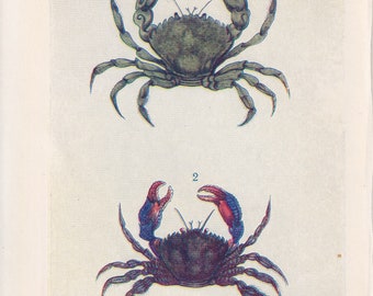 1907 CRAB Print - Original Antique Marine Print - Crab Wall Art - Sea Life Print - 116 Years Old - 6.15 x 4.25 Inches