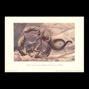 May include: A vintage-style color lithograph print depicting two Laelaps aquilunguis dinosaurs in a combat pose. The illustration features textured, earth-toned scales, sharp claws, and long tails, with the text Laelaps aquilunguis Cope printed below.
