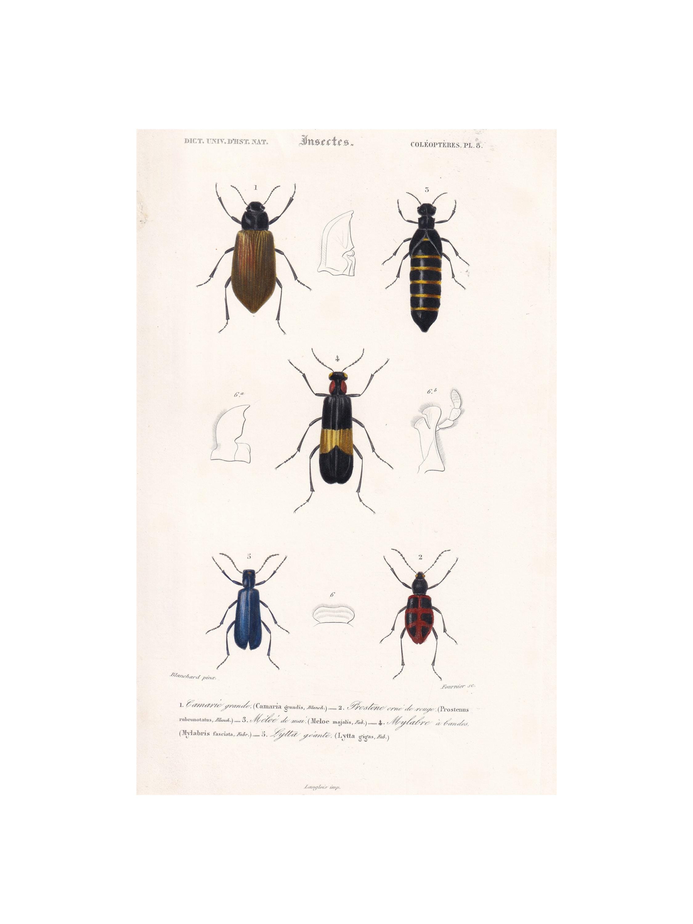 Rare weevil - Etsy 日本