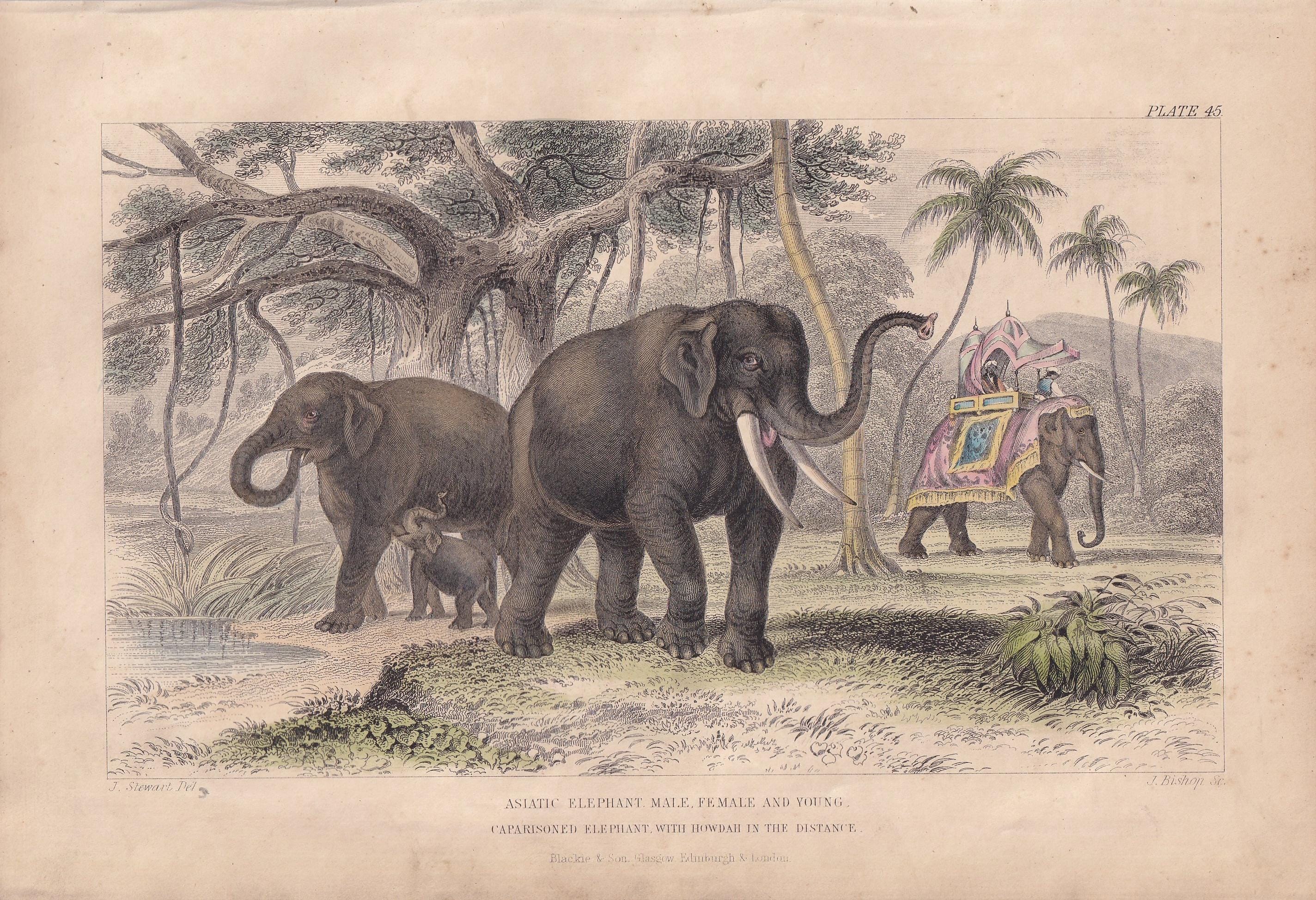 Elephant with Mandala Ornament. Asian Elephant Coloring Book Animal Stock  Illustration - Illustration of touch, mythology: 280023077, image size:2848x1948