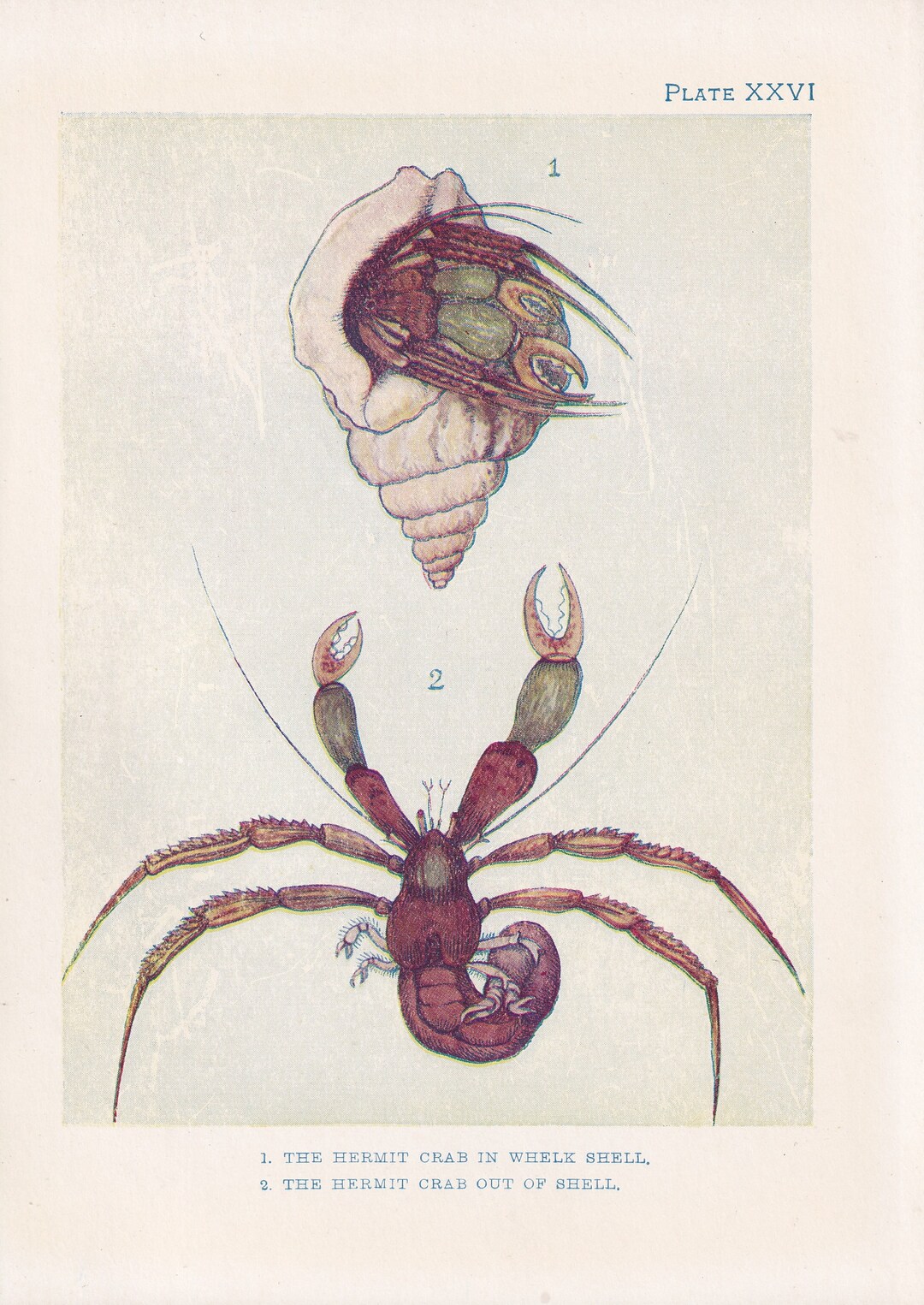 1907 HERMIT CRAB Print - Original Antique Marine Print - Crab Wall Art ...