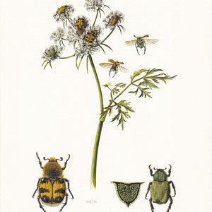 1960 BEE BEETLE Print - Vintage Insect Print - Scarab Beetle Print - Insect Wall Art - Vintage Entomology Print - 7.5 x 10.6 Inches