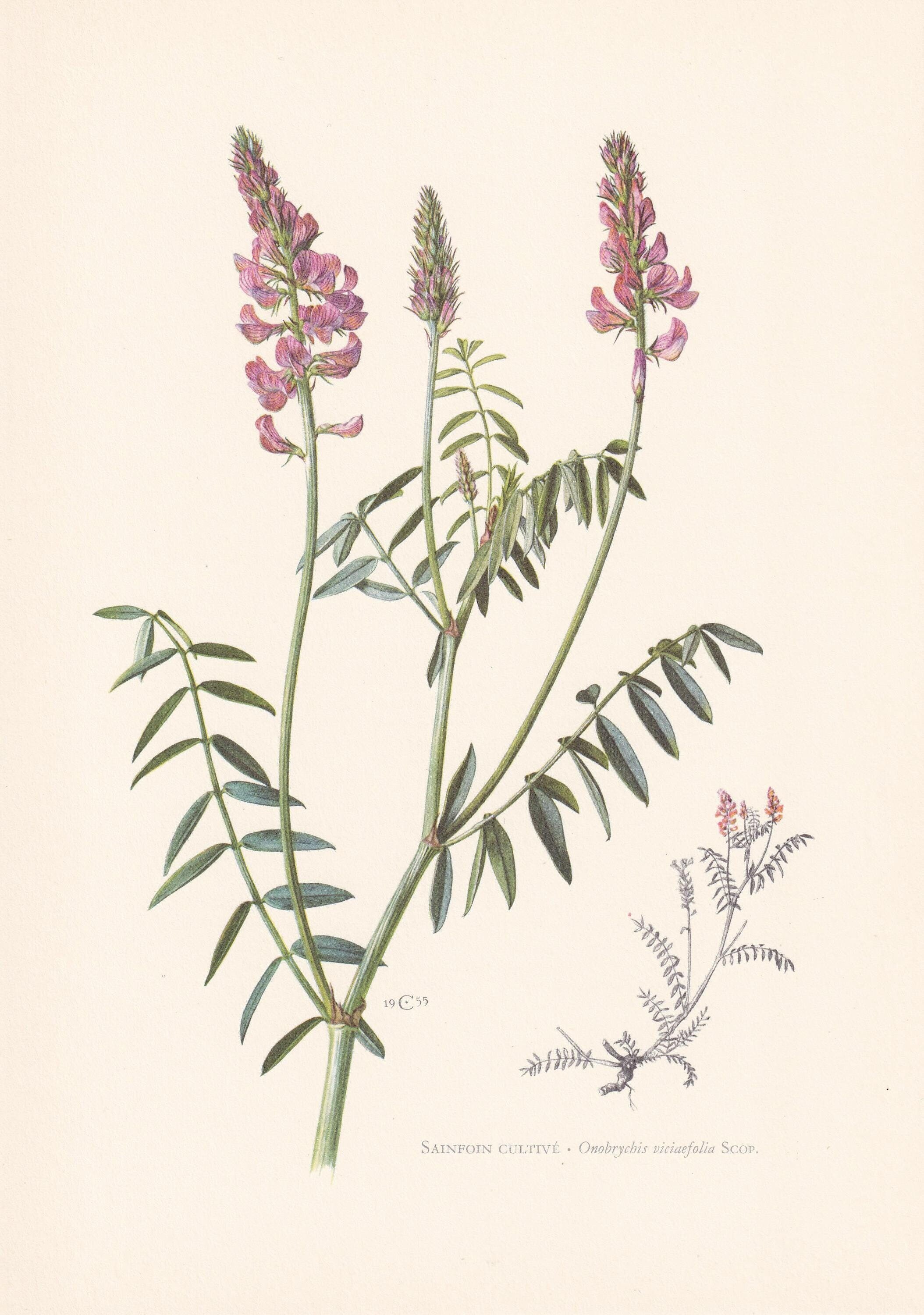 1960年 SAINFOIN プリント - 植物プリント - 花のイラスト - 花の壁アート - ヴィンテージ植物プリント - 7.5 x 10.6インチ